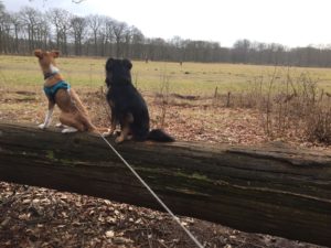 IMG-20170218-WA0001-001